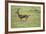 Running Thomson's Gazelle-null-Framed Photographic Print