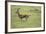 Running Thomson's Gazelle-null-Framed Photographic Print