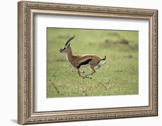 Running Thomson's Gazelle-null-Framed Photographic Print