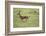 Running Thomson's Gazelle-null-Framed Photographic Print