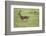 Running Thomson's Gazelle-null-Framed Photographic Print