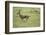 Running Thomson's Gazelle-null-Framed Photographic Print