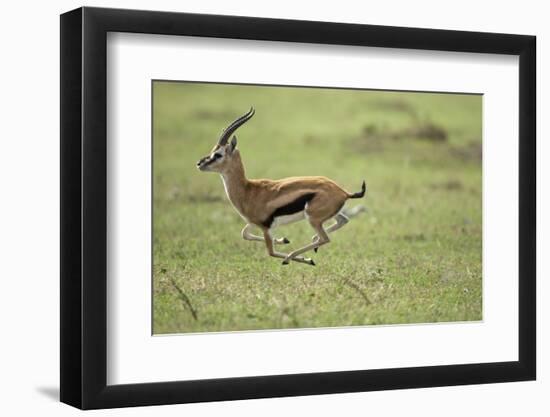 Running Thomson's Gazelle-null-Framed Photographic Print