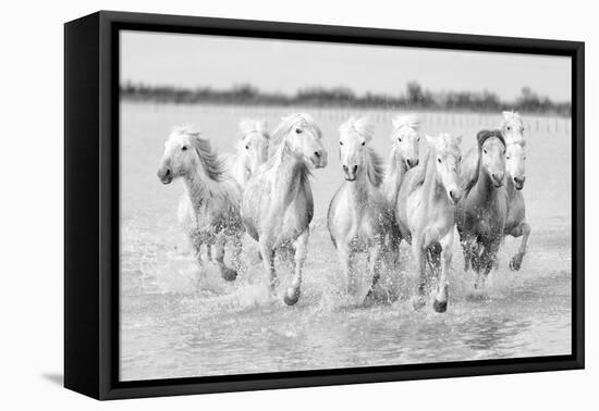 Running wild horses-Marco Carmassi-Framed Premier Image Canvas