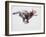 Running Wolf Pup-Mark Adlington-Framed Giclee Print