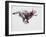 Running Wolf Pup-Mark Adlington-Framed Giclee Print