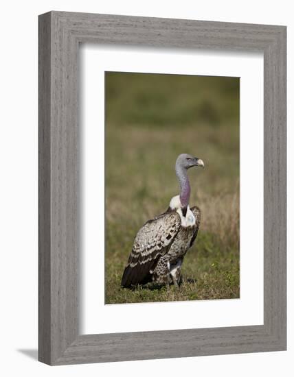 Rupellss Griffon Vulture (Gyps Rueppellii)-James Hager-Framed Photographic Print