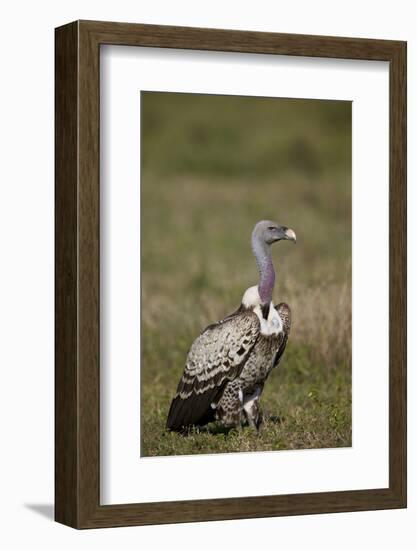 Rupellss Griffon Vulture (Gyps Rueppellii)-James Hager-Framed Photographic Print