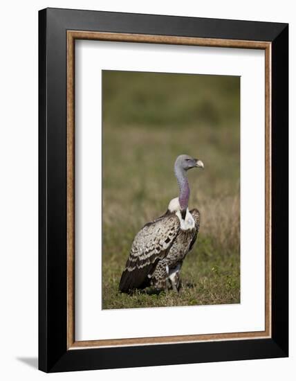 Rupellss Griffon Vulture (Gyps Rueppellii)-James Hager-Framed Photographic Print