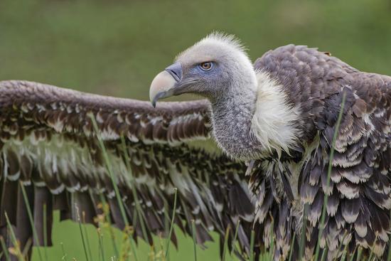 'Ruppel's griffon vulture, Critically endangered species' Photographic ...