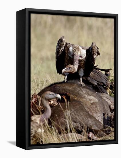 Ruppell's Griffon Vulture Atop a Cape Buffalo Carcass-James Hager-Framed Premier Image Canvas