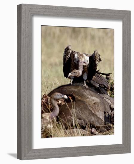 Ruppell's Griffon Vulture Atop a Cape Buffalo Carcass-James Hager-Framed Photographic Print