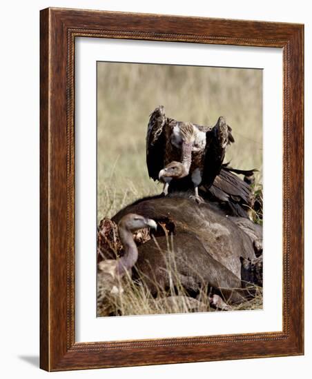 Ruppell's Griffon Vulture Atop a Cape Buffalo Carcass-James Hager-Framed Photographic Print