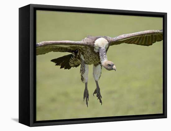 Ruppell's Griffon Vulture on Final Approach, Serengeti National Park, Tanzania, East Africa-James Hager-Framed Premier Image Canvas