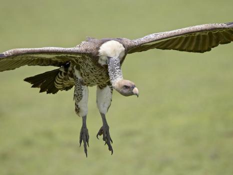 Ruppell's griffon vulture  Smithsonian's National Zoo and Conservation  Biology Institute