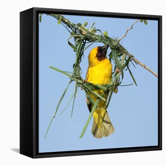 Ruppell's weaver male building nest, Oman-Hanne & Jens Eriksen-Framed Premier Image Canvas