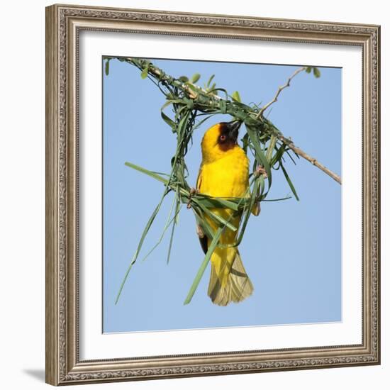 Ruppell's weaver male building nest, Oman-Hanne & Jens Eriksen-Framed Photographic Print