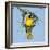 Ruppell's weaver male building nest, Oman-Hanne & Jens Eriksen-Framed Photographic Print