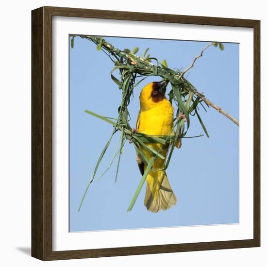 Ruppell's weaver male building nest, Oman-Hanne & Jens Eriksen-Framed Photographic Print