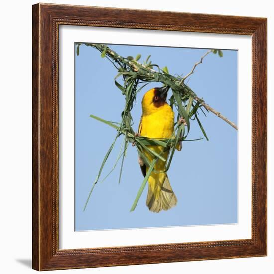 Ruppell's weaver male building nest, Oman-Hanne & Jens Eriksen-Framed Photographic Print