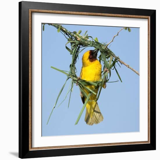 Ruppell's weaver male building nest, Oman-Hanne & Jens Eriksen-Framed Photographic Print