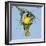 Ruppell's weaver male building nest, Oman-Hanne & Jens Eriksen-Framed Photographic Print