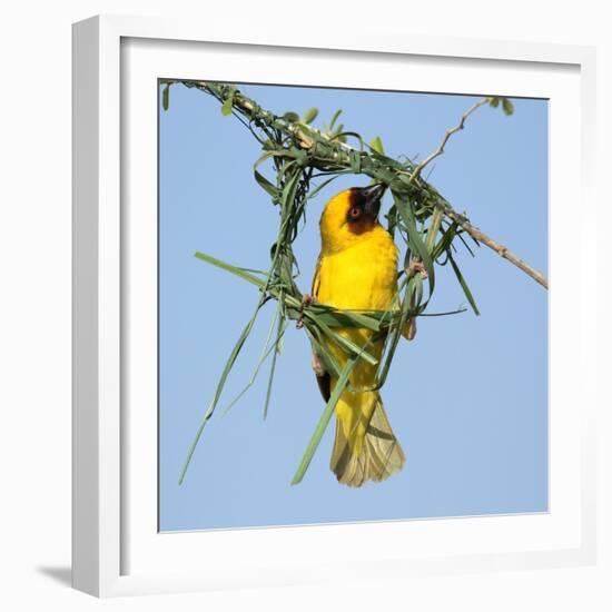 Ruppell's weaver male building nest, Oman-Hanne & Jens Eriksen-Framed Photographic Print