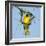 Ruppell's weaver male building nest, Oman-Hanne & Jens Eriksen-Framed Photographic Print