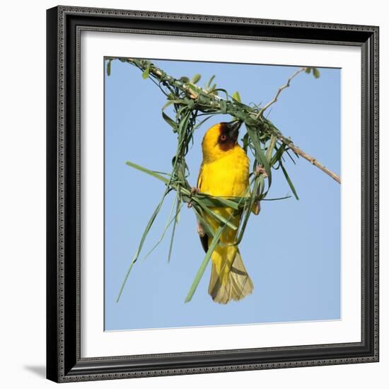 Ruppell's weaver male building nest, Oman-Hanne & Jens Eriksen-Framed Photographic Print