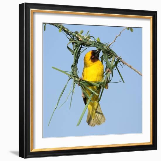 Ruppell's weaver male building nest, Oman-Hanne & Jens Eriksen-Framed Photographic Print