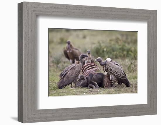 Ruppells Griffon Vulture (Gyps Rueppellii) Adult and Immature at a Wildebeest Carcass-James Hager-Framed Photographic Print