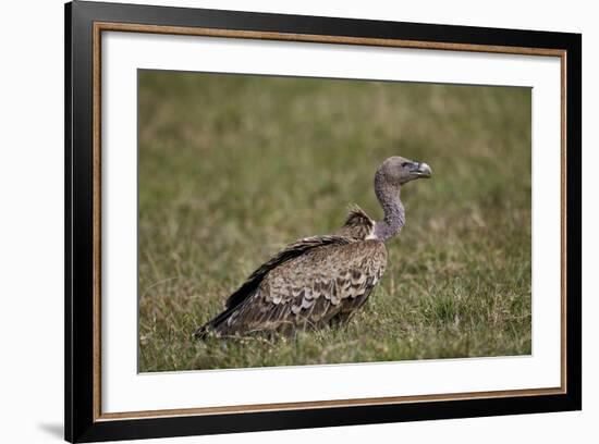 Ruppells Griffon Vulture (Gyps Rueppellii), Ngorongoro Crater, Tanzania, East Africa, Africa-James Hager-Framed Photographic Print