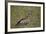 Ruppells Griffon Vulture (Gyps Rueppellii), Ngorongoro Crater, Tanzania, East Africa, Africa-James Hager-Framed Photographic Print