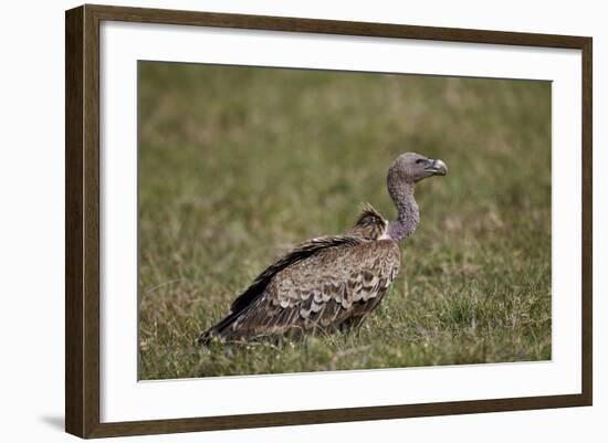 Ruppells Griffon Vulture (Gyps Rueppellii), Ngorongoro Crater, Tanzania, East Africa, Africa-James Hager-Framed Photographic Print