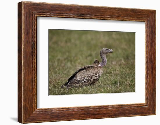 Ruppells Griffon Vulture (Gyps Rueppellii), Ngorongoro Crater, Tanzania, East Africa, Africa-James Hager-Framed Photographic Print