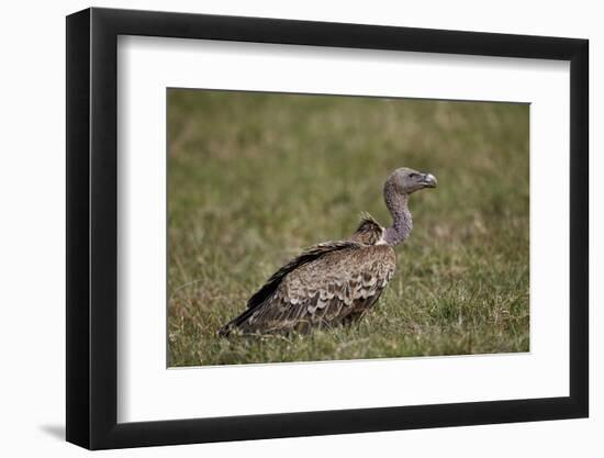 Ruppells Griffon Vulture (Gyps Rueppellii), Ngorongoro Crater, Tanzania, East Africa, Africa-James Hager-Framed Photographic Print