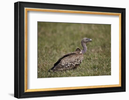 Ruppells Griffon Vulture (Gyps Rueppellii), Ngorongoro Crater, Tanzania, East Africa, Africa-James Hager-Framed Photographic Print