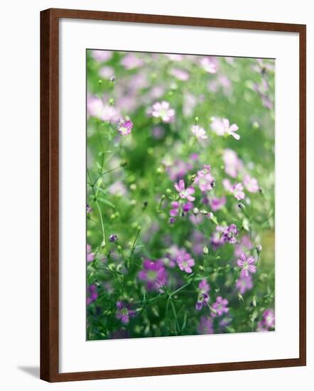 Ruprecht's Herb, Geranium Robertianum, Blossoms, Cranesbill Familys, Flowers-S. Uhl-Framed Photographic Print