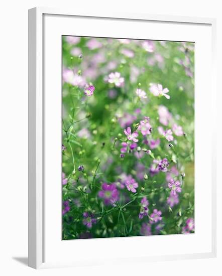 Ruprecht's Herb, Geranium Robertianum, Blossoms, Cranesbill Familys, Flowers-S. Uhl-Framed Photographic Print