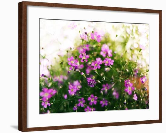 Ruprecht's Herb, Geranium Robertianum, Blossoms, Cranesbill Familys, Flowers-S. Uhl-Framed Photographic Print