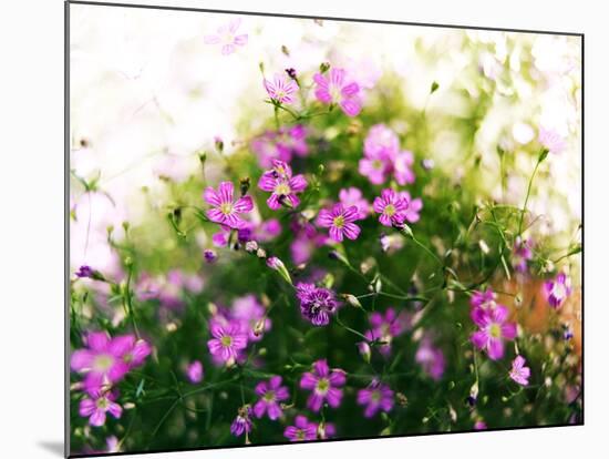 Ruprecht's Herb, Geranium Robertianum, Blossoms, Cranesbill Familys, Flowers-S. Uhl-Mounted Photographic Print