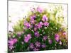 Ruprecht's Herb, Geranium Robertianum, Blossoms, Cranesbill Familys, Flowers-S. Uhl-Mounted Photographic Print