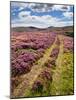 Rural Country Scene in the North of England UK-Mark Sunderland-Mounted Photographic Print