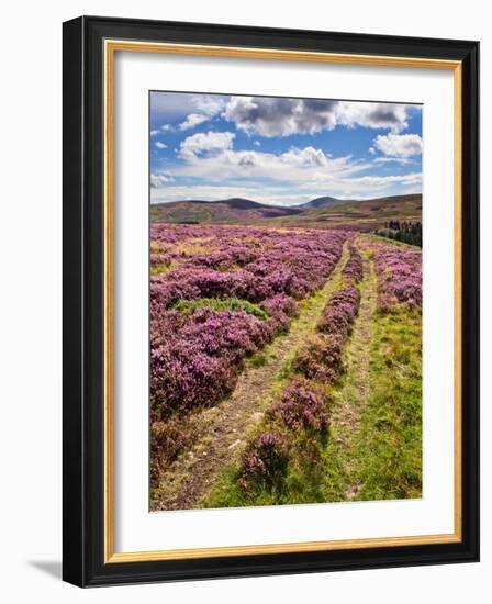 Rural Country Scene in the North of England UK-Mark Sunderland-Framed Photographic Print