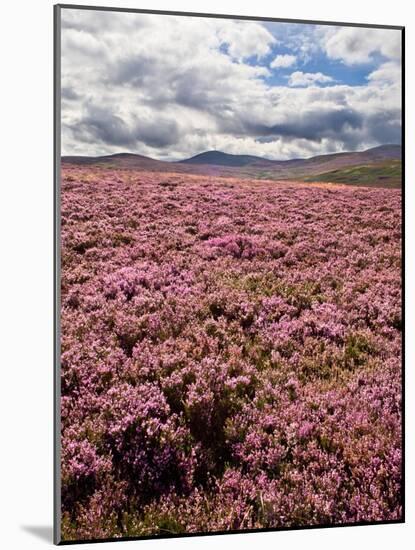 Rural Country Scene in the North of England UK-Mark Sunderland-Mounted Photographic Print