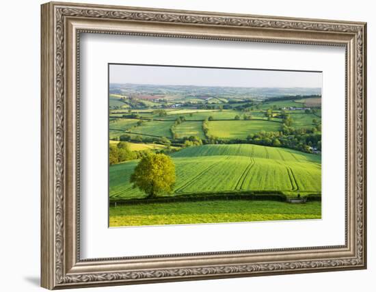 Rural English summer countryside scenes near Stockleigh Pomeroy, Devon, England. Summer (June) 2009-Adam Burton-Framed Photographic Print