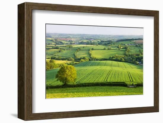 Rural English summer countryside scenes near Stockleigh Pomeroy, Devon, England. Summer (June) 2009-Adam Burton-Framed Photographic Print