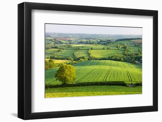 Rural English summer countryside scenes near Stockleigh Pomeroy, Devon, England. Summer (June) 2009-Adam Burton-Framed Photographic Print