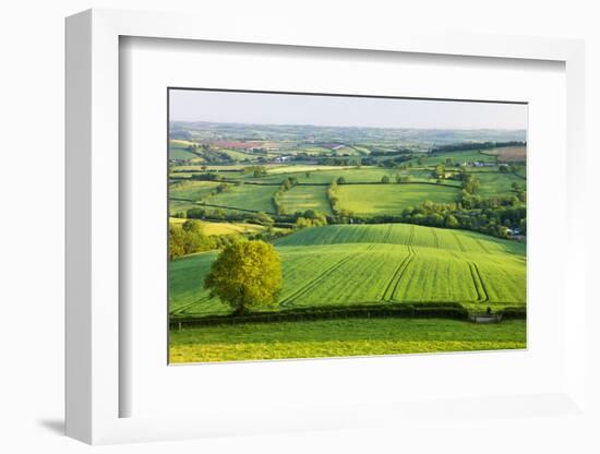 Rural English summer countryside scenes near Stockleigh Pomeroy, Devon, England. Summer (June) 2009-Adam Burton-Framed Photographic Print