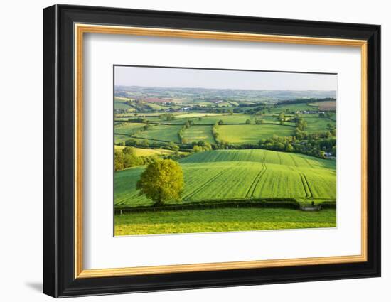 Rural English summer countryside scenes near Stockleigh Pomeroy, Devon, England. Summer (June) 2009-Adam Burton-Framed Photographic Print